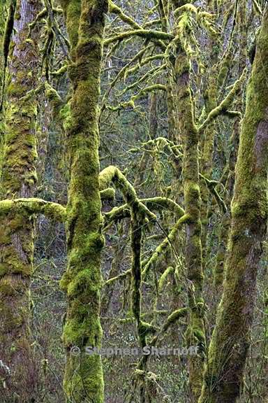 mossy trees oregon 1 graphic